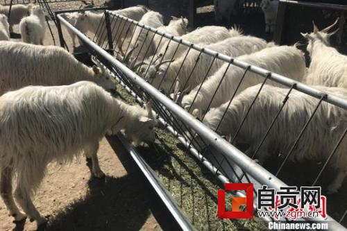 “羊贵妃”来了！还能好好吃火锅、喝羊汤吗？