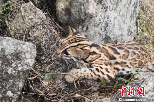 云南西双版纳一男子直播“火烧豹猫” 被网友举报