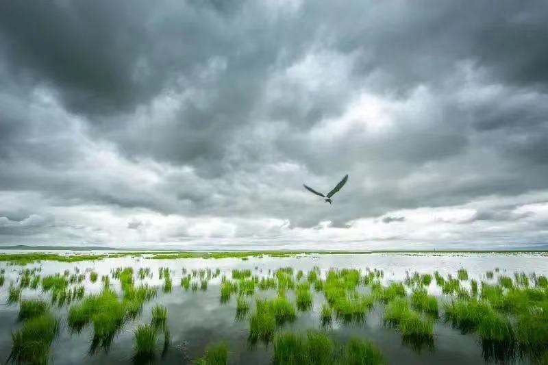 【美丽家园 绿色故事】四川若尔盖：生态保护取得成效 首现上百只黑颈鹤集群活动