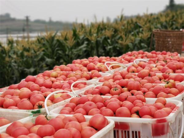 小番茄带动大产业 荣县鼎新镇菜农种植“五彩小番茄”亩收入8万元