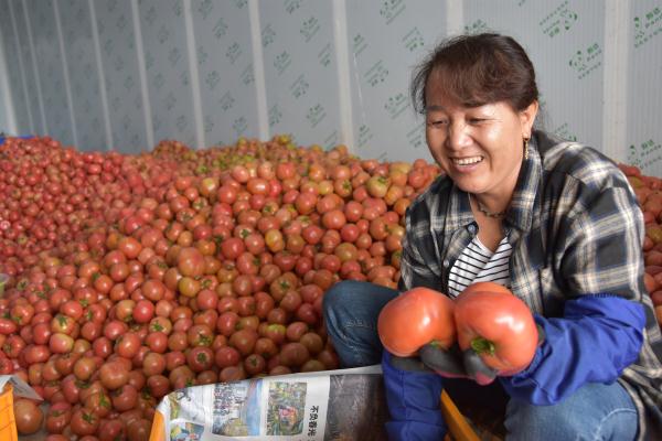 小番茄带动大产业 荣县鼎新镇菜农种植“五彩小番茄”亩收入8万元