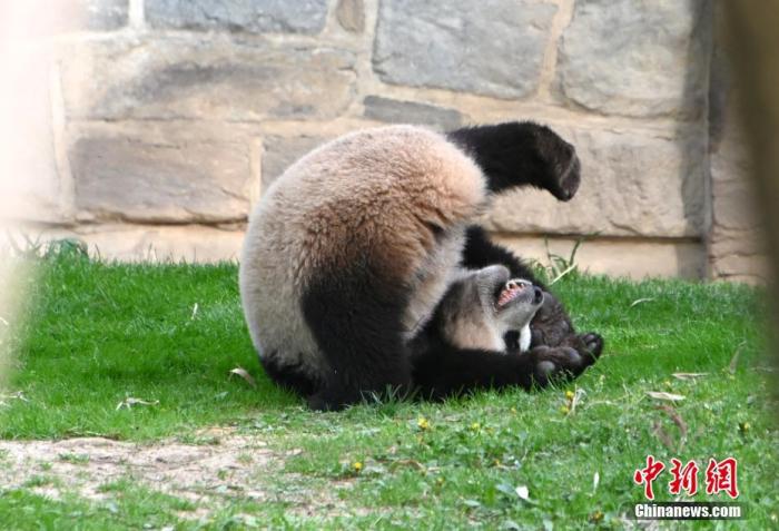 美国国家动物园庆祝大熊猫抵美50周年