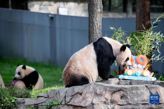 记美国史密森学会国家动物园庆祝大熊猫抵美暨大熊猫项目50周年