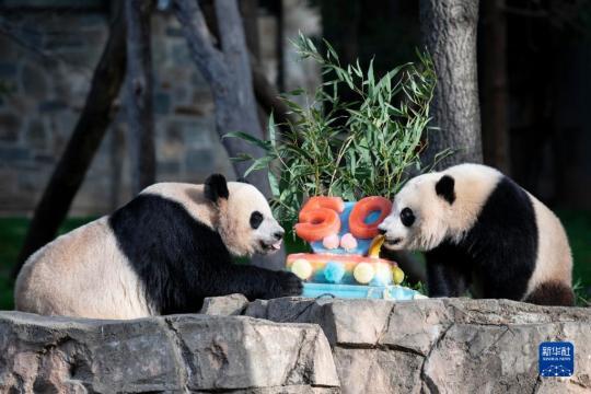 记美国史密森学会国家动物园庆祝大熊猫抵美暨大熊猫项目50周年